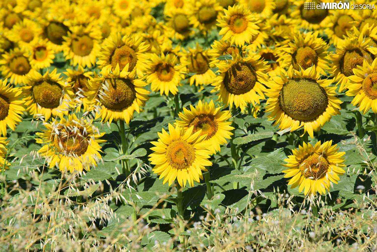 Comienza recolección de superficies de girasol declaradas como 