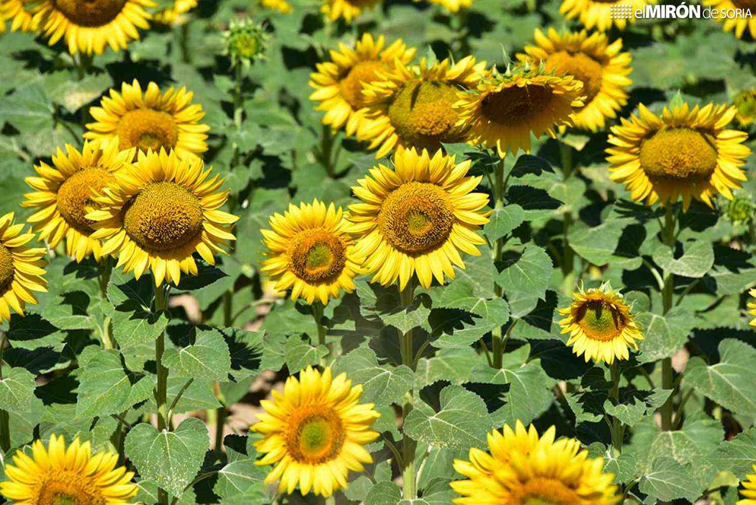 Comienza recolección de superficies de girasol declaradas como "no cosechado"