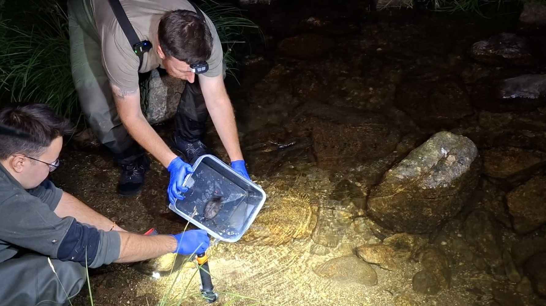 La CHD se une a poryecto para proteger el desmán ibérico y restaurar ecosistemas fluviales