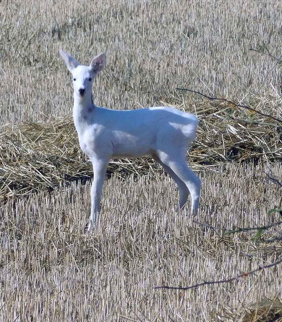 El Moncayo soriano se despide de su corzo blanco