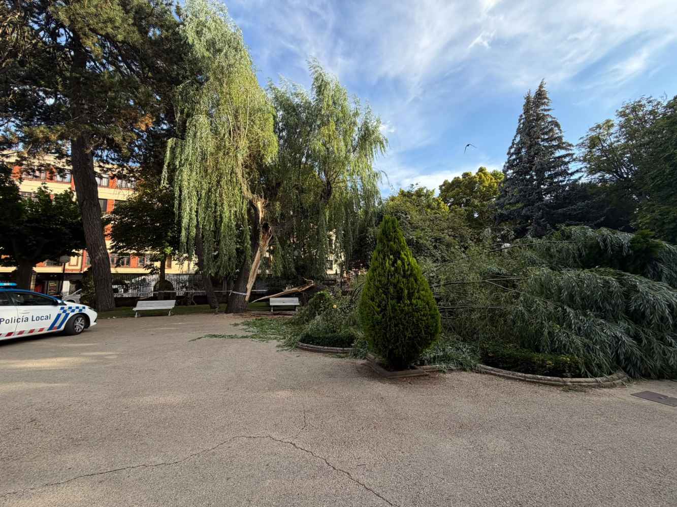Susto en la dehesa de Soria, al desgajarse una rama de gran porte de un árbol