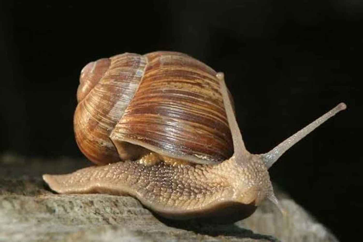 La carrera de caracoles llega a su 43 edición en Peroniel del Campo