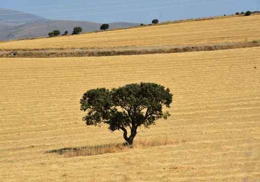 Tiempo de cosecha en campos de Matalebreras a Ólvega