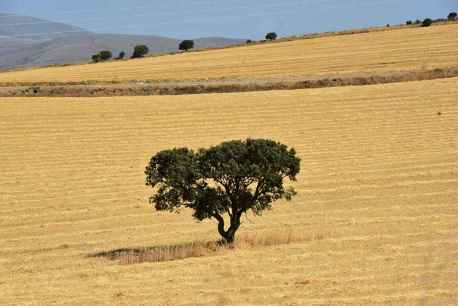 Tiempo de cosecha en campos de Matalebreras a Ólvega