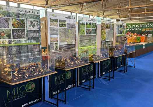 Boós enseñará la riqueza micológica de los montes sorianos