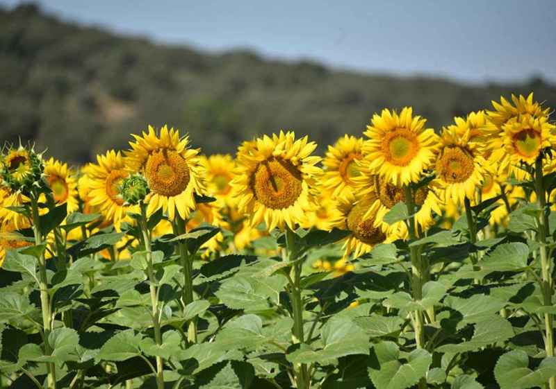 Campos de girasoles en Las Cuevas de Soria