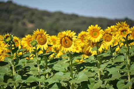 Campos de girasoles en Las Cuevas de Soria