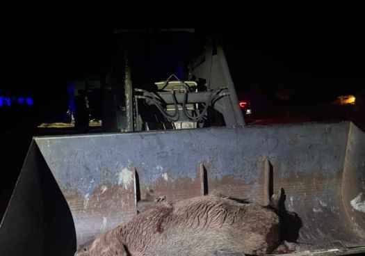 Dos detenidos por caza furtiva en término de Carabantes