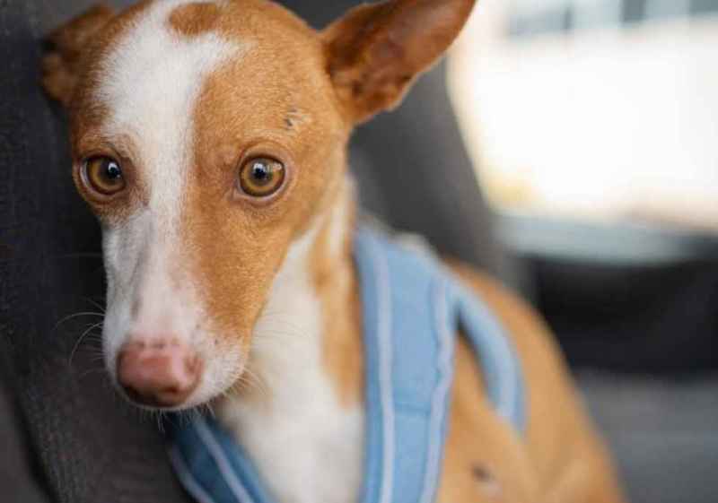 Motivos para construir nuevas instalaciones a protectora de animales
