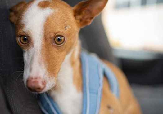 Motivos para construir nuevas instalaciones a protectora de animales