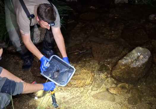 La CHD se une a poryecto para proteger el desmán ibérico y restaurar ecosistemas fluviales