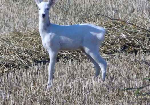 El Moncayo soriano se despide de su corzo blanco