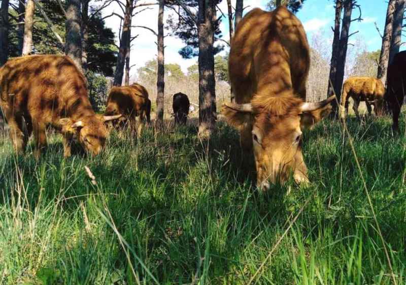 Cinco explotaciones de Soria forman a jóvenes agricultores y ganaderos en programa Cultiva 2026 