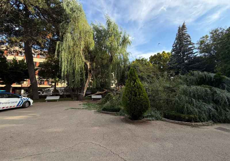 Susto en la dehesa de Soria, al desgajarse una rama de gran porte de un árbol