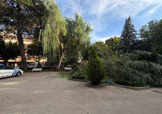 Susto en la dehesa de Soria, al desgajarse una rama de gran porte de un árbol