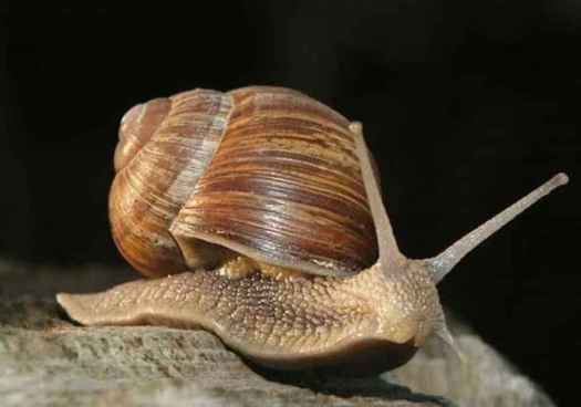 La carrera de caracoles llega a su 43 edición en Peroniel del Campo