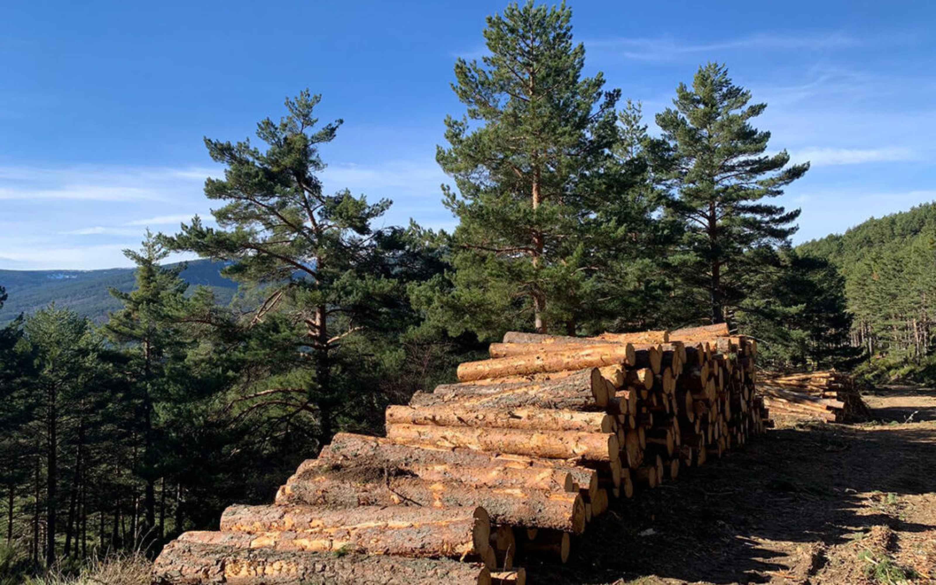 Los bosques españoles estrenan mercado propio para vender sus créditos de carbono