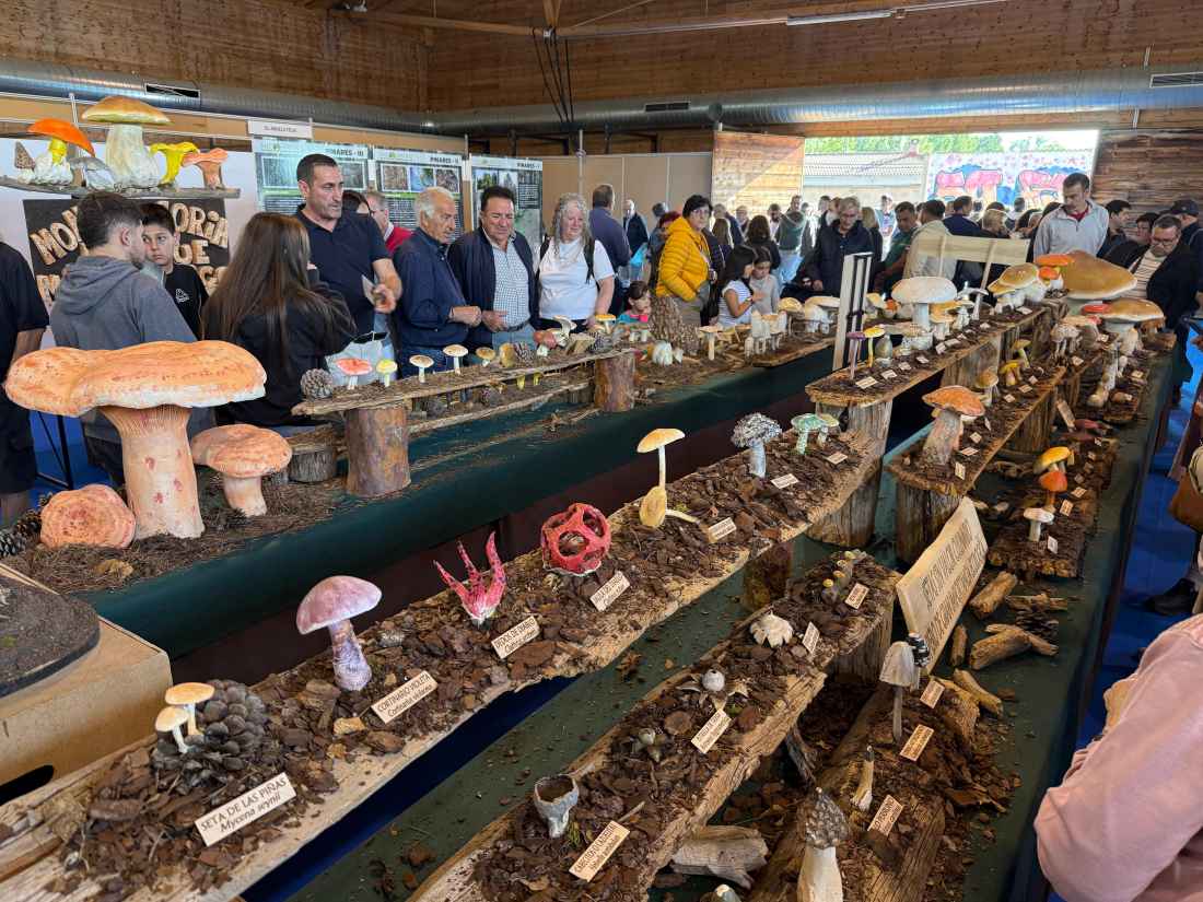 Montes de Soria anima a obtener permisos de nueva temporada micológica