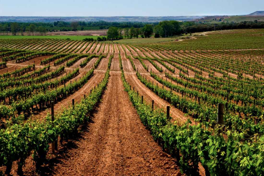 los viñedos de Castilla y León son 3,3 °C más cálidos que los situados en Champagne
