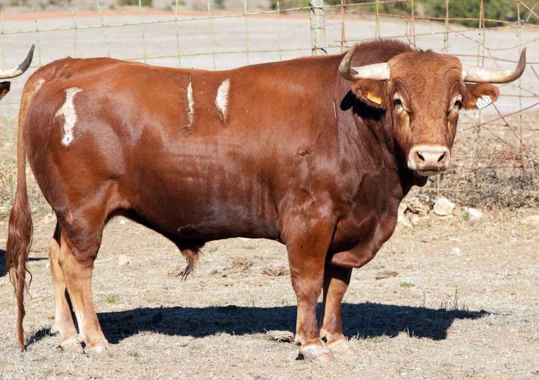 Serios novillos de Antonio Bañuelos para el concurso de recortadores de Soria