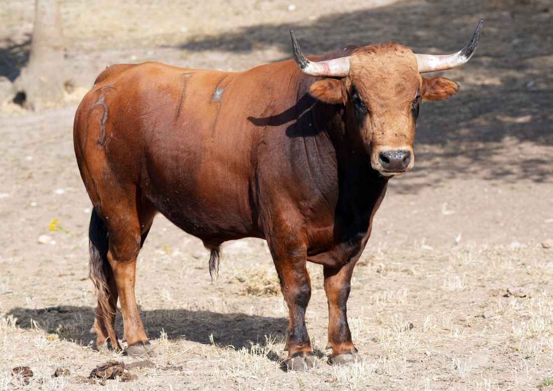 Serios novillos de Antonio Bañuelos para el concurso de recortadores de Soria