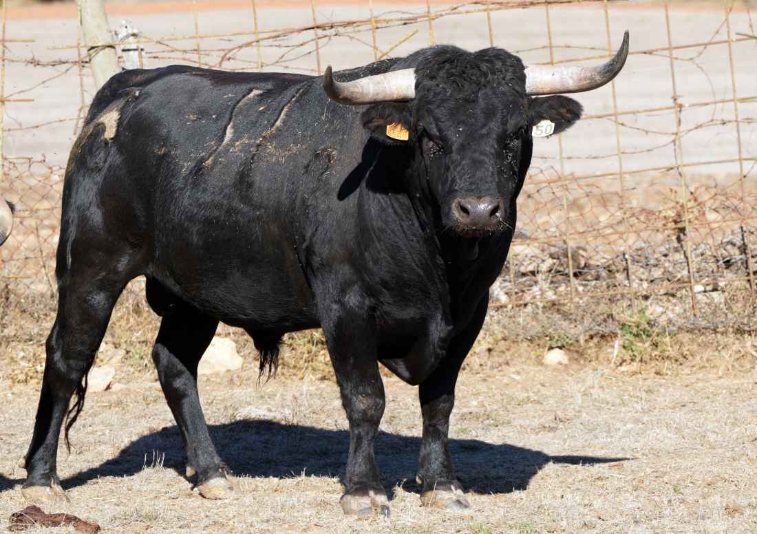 Serios novillos de Antonio Bañuelos para el concurso de recortadores de Soria