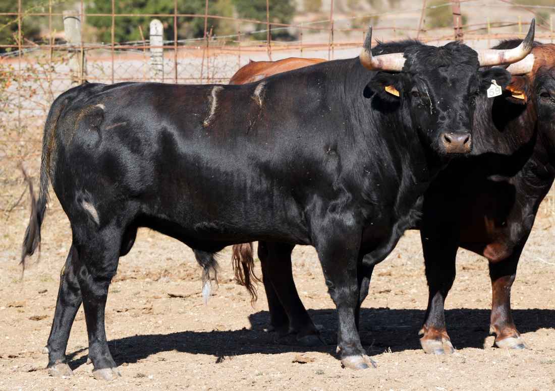 Serios novillos de Antonio Bañuelos para el concurso de recortadores de Soria