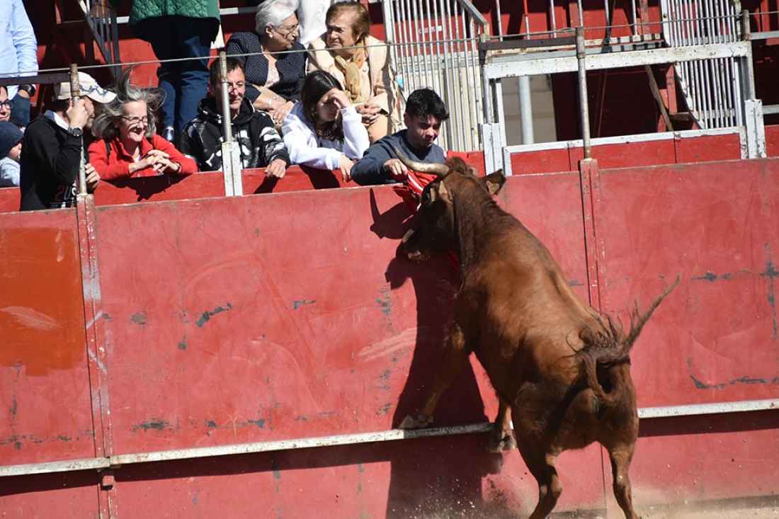 Suelta de vaquillas en las fiestas de San Miguel, en Ágreda