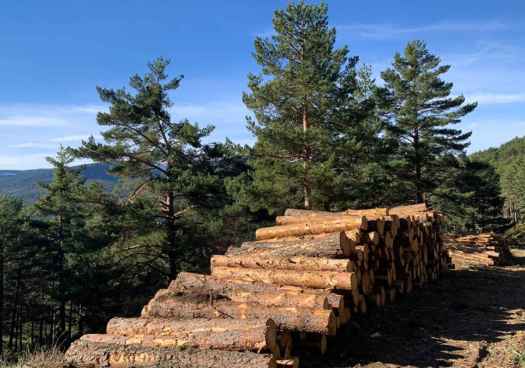 Los bosques españoles estrenan mercado propio para vender sus créditos de carbono