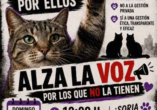 Almas Gatunas Sorianas llama a concentración para defender derechos de colonías felinas