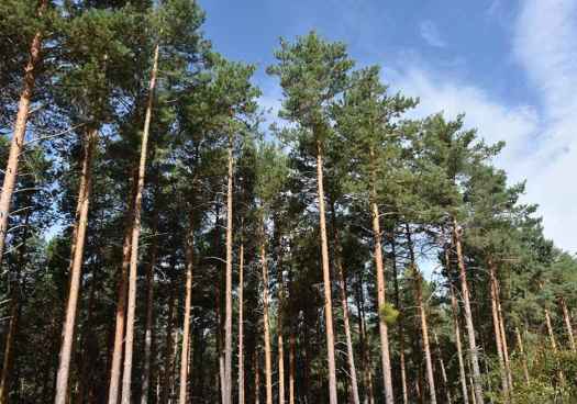 FOES aborda en Ágreda oportunidades del medio rural vinculadas a bosques y captura de carbono 