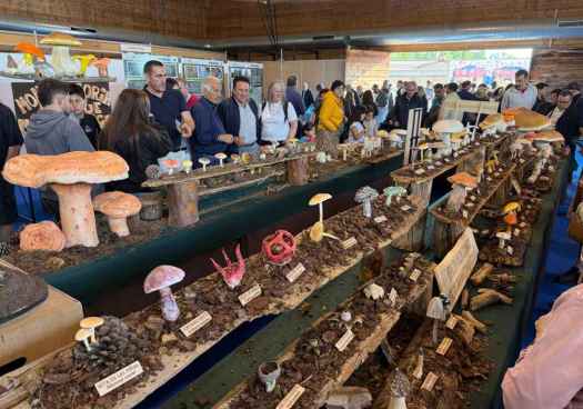 Montes de Soria anima a obtener permisos de nueva temporada micológica