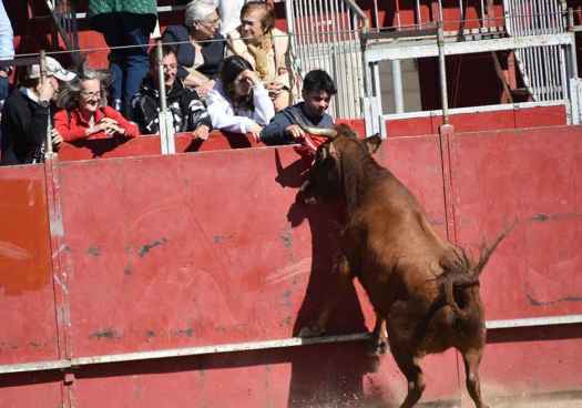 Suelta de vaquillas en las fiestas de San Miguel, en Ágreda