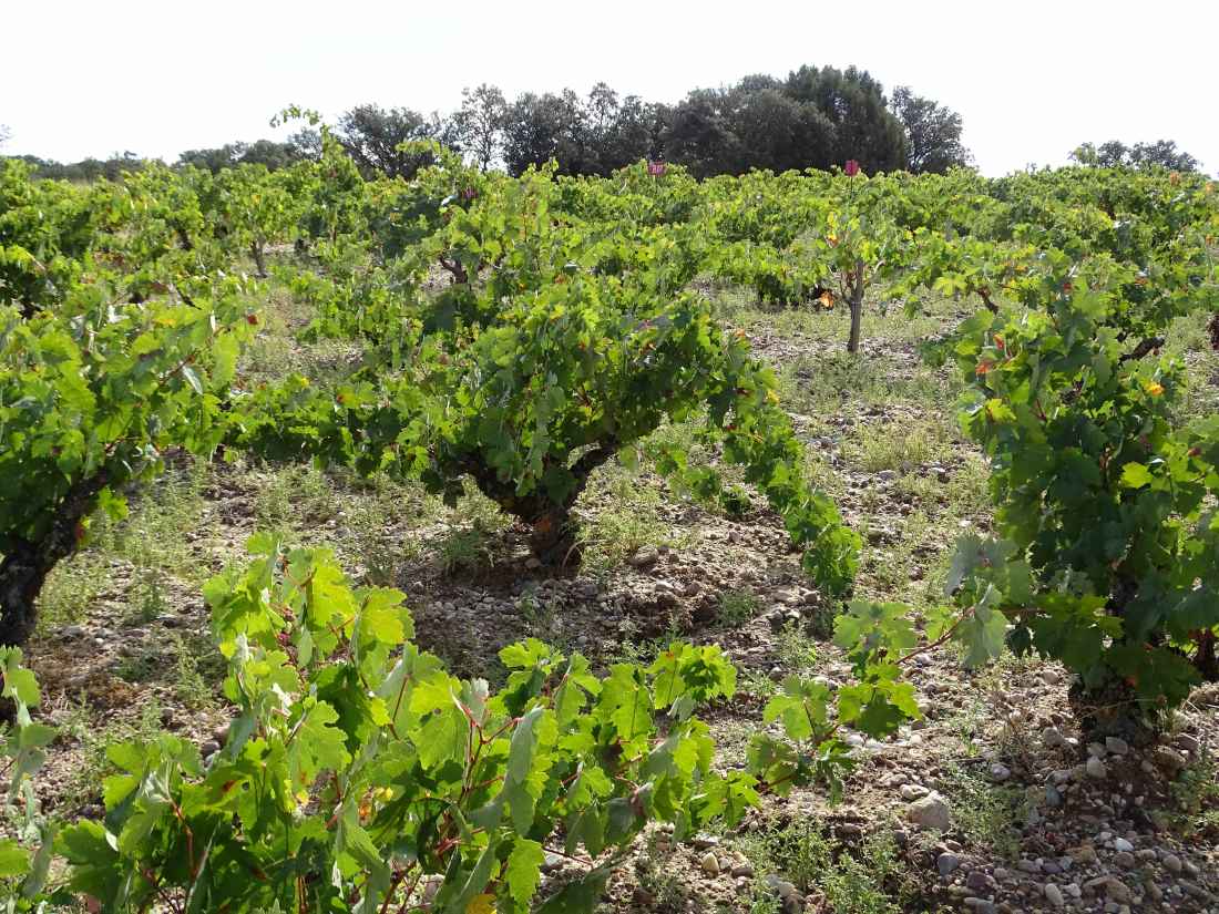 San Juan 2020, de bodega Dominio de Atauta, máxima puntuación en Guía Vinos Gourmets 