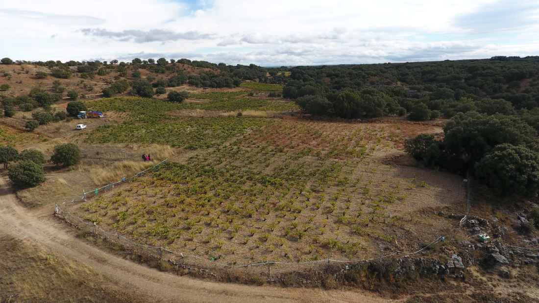 San Juan 2020, de bodega Dominio de Atauta, máxima puntuación en Guía Vinos Gourmets 