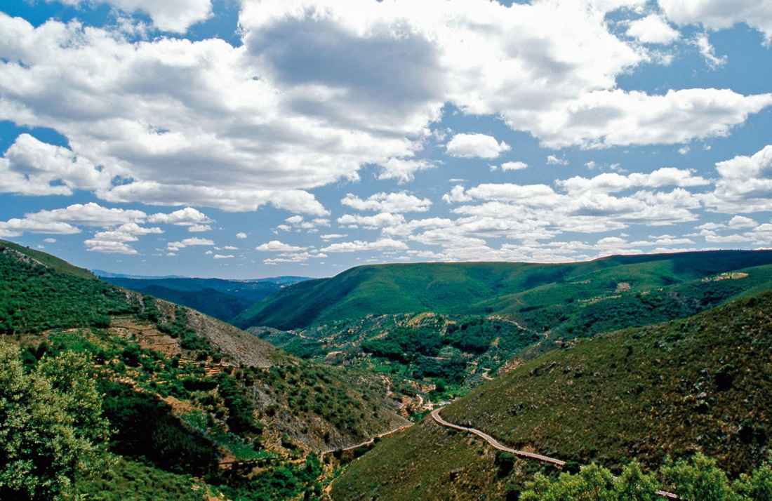 La Junta incorpora estudio de hongos y bacterias del suelo para mejorar restauraciones forestales     