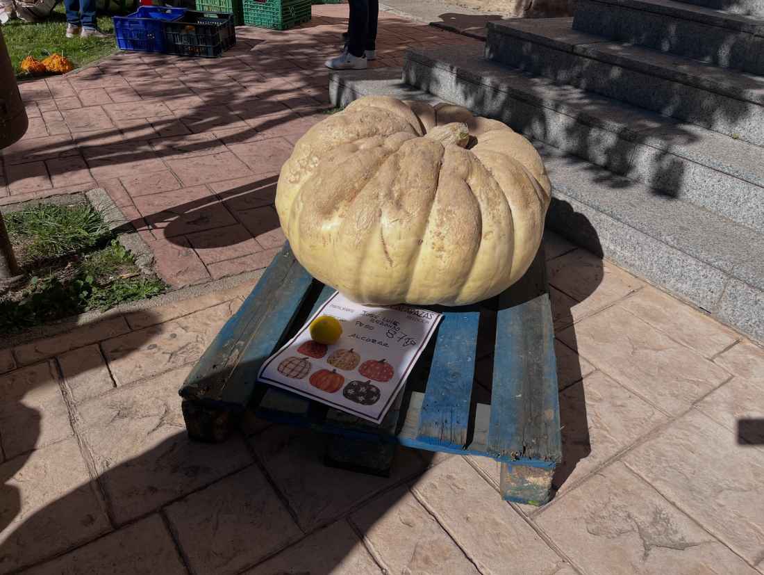 Una calabaza de 87 kilógramos gana concurso de San Esteban de Gormaz