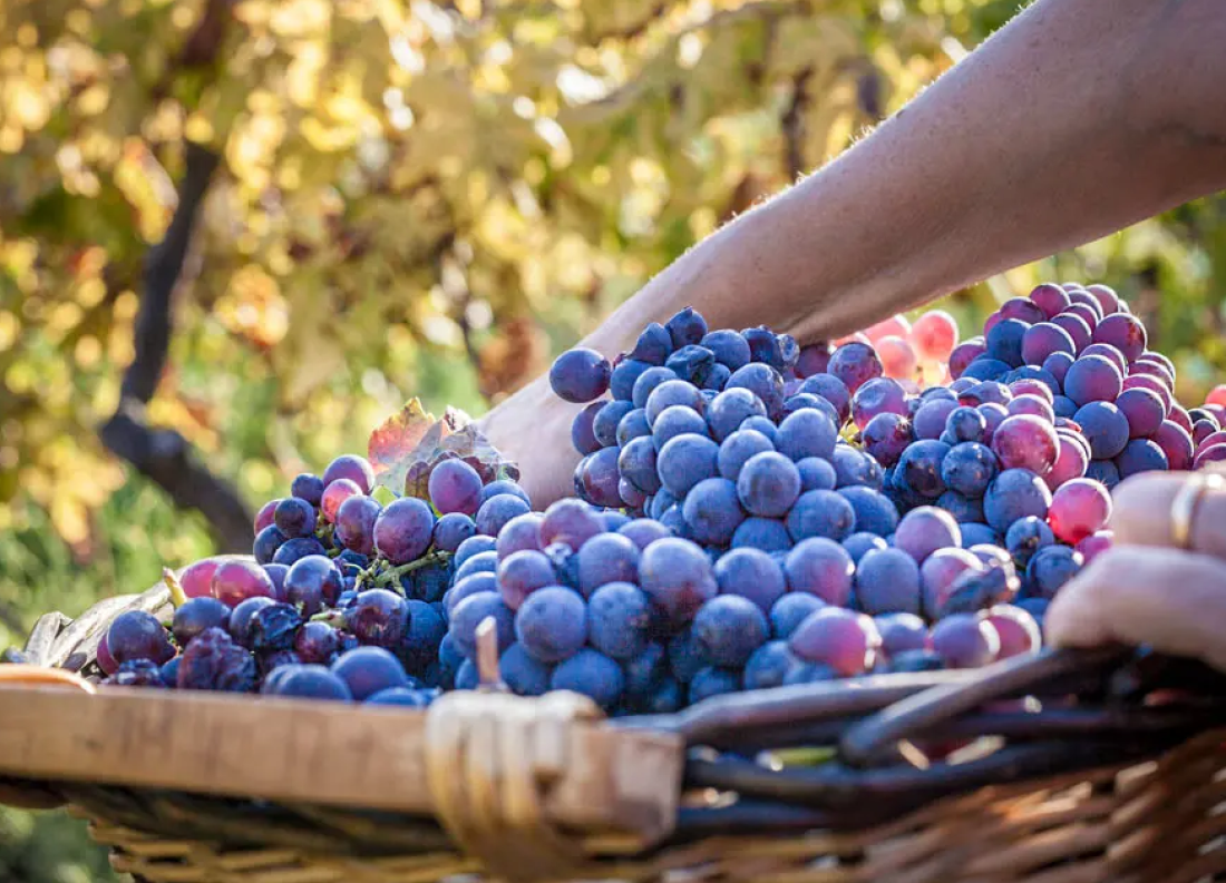 Ribera del Duero concluye vendimia de 2026 con 124 millones de kilos de uva