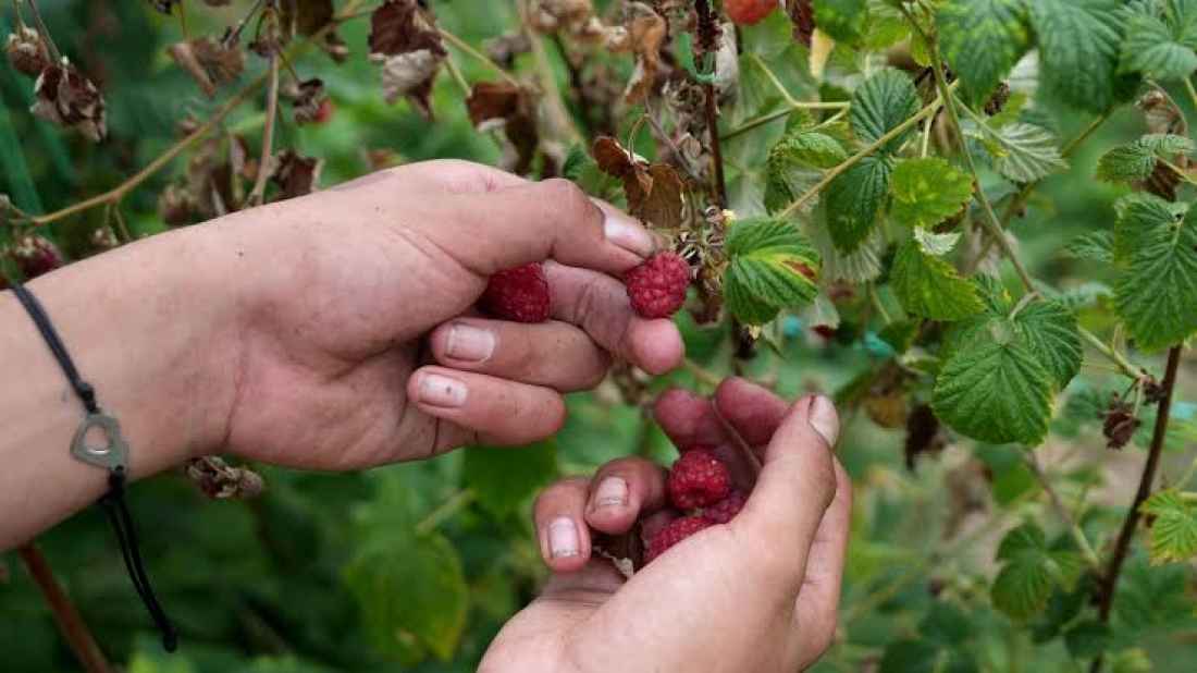 El Obrador Comunitario Provincial de El Royo participa en ConexiONEs Soria 