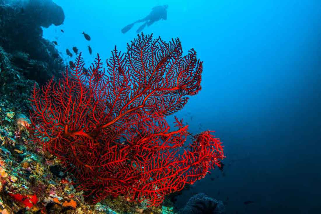 El Mediterráneo pierde la mayoría de bosques submarinos por calentamiento del mar