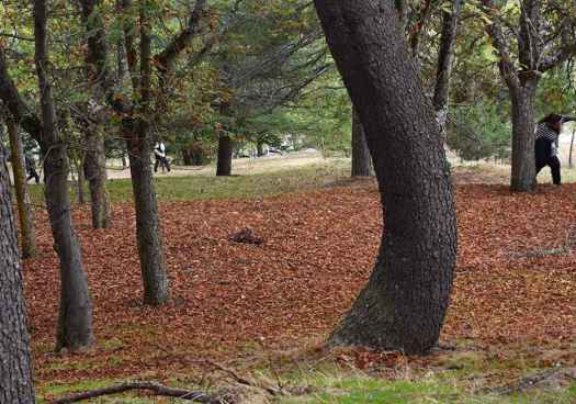 El otoño se adentra en las faldas del parque del castillo de Soria