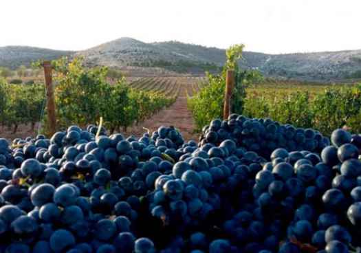 La D.O. Ribera del Duero se propone reconstruir su historia