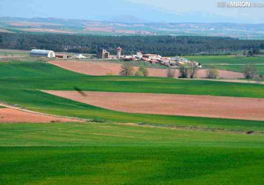 Una miradita al campo
