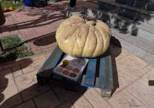 Una calabaza de 87 kilógramos gana concurso de San Esteban de Gormaz