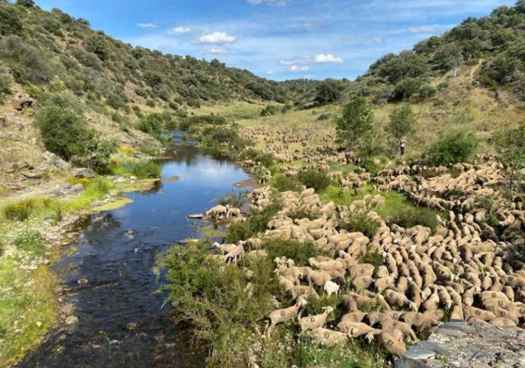 El Gobierno desarrolla Red Nacional de Vías Pecuarias