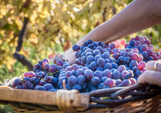 Ribera del Duero concluye vendimia de 2026 con 124 millones de kilos de uva