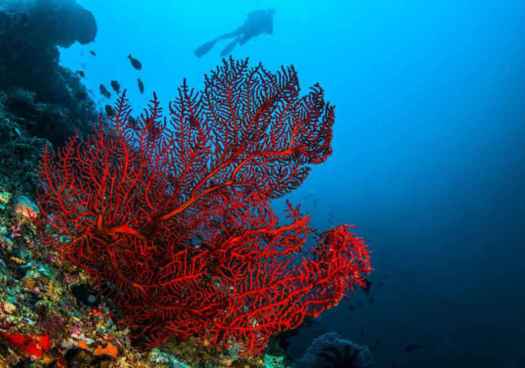 El Mediterráneo pierde la mayoría de bosques submarinos por calentamiento del mar