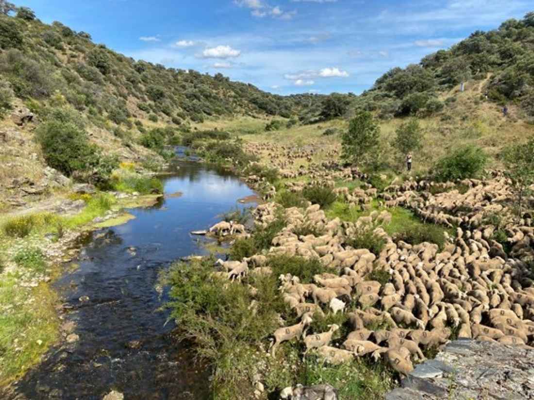 El Gobierno desarrolla Red Nacional de Vías Pecuarias